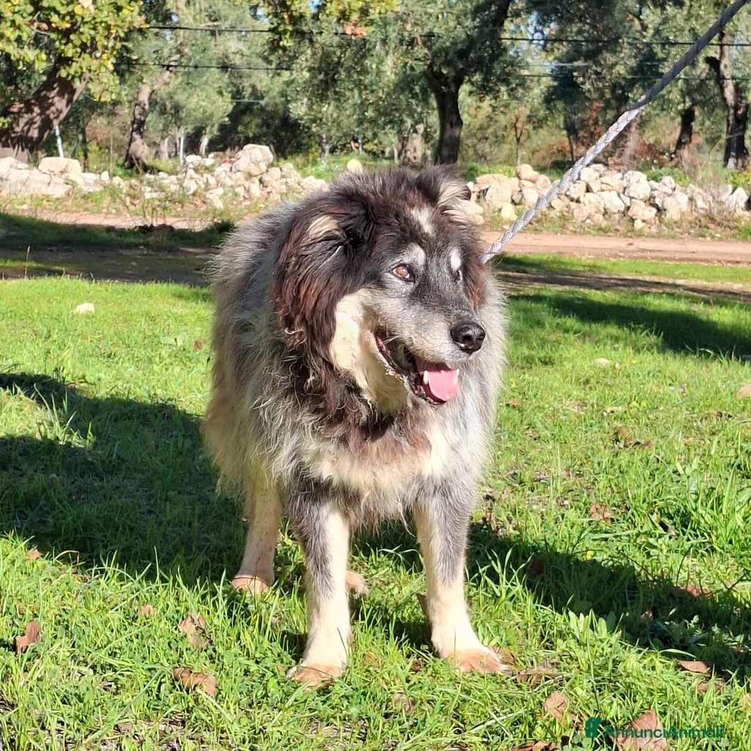 Meticcio cani in regalo: Nonno Nando Cerca Famiglia. Info Monica 3890238584 - Annuncio 6