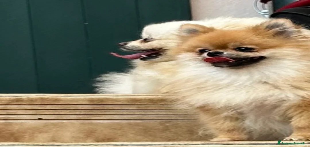 Immagine della galleria {{count}}