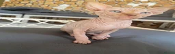 Sphynx gatti in vendita: Cuccioli Sphynks  - Annuncio 24