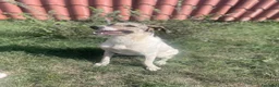 Meticcio cani in regalo: Maya: bellissima principessa taglia grande  - Annuncio 7