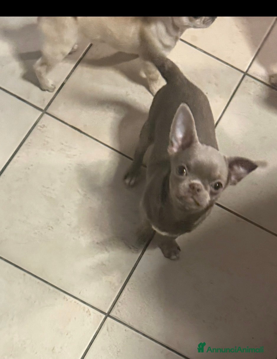 Chihuahua cani Chihuahua Lilac  - Annuncio 3