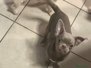 Chihuahua cani Chihuahua Lilac - Annuncio 3