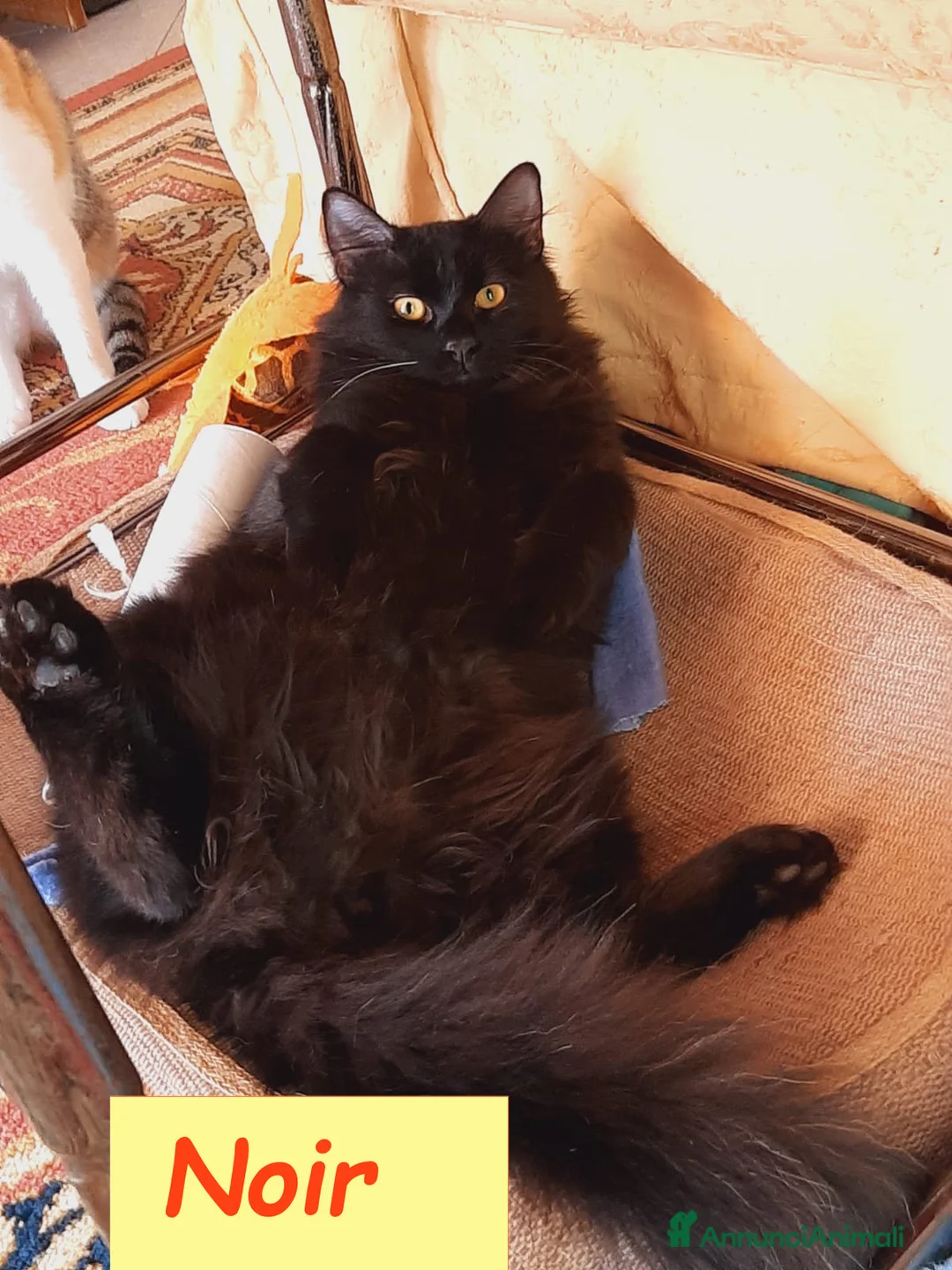 Europeo gatti in regalo: AMBRA E NOIR - Annuncio 2