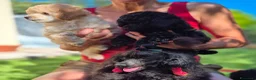 Barboncino Toy cani in vendita: Barboncino Toy ENCI - Annuncio 7