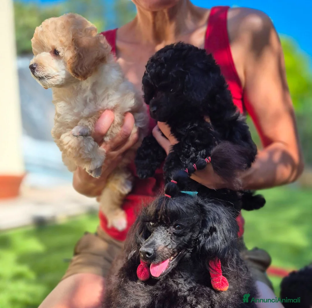 Barboncino Toy cani in vendita: Barboncino Toy ENCI - Annuncio 7