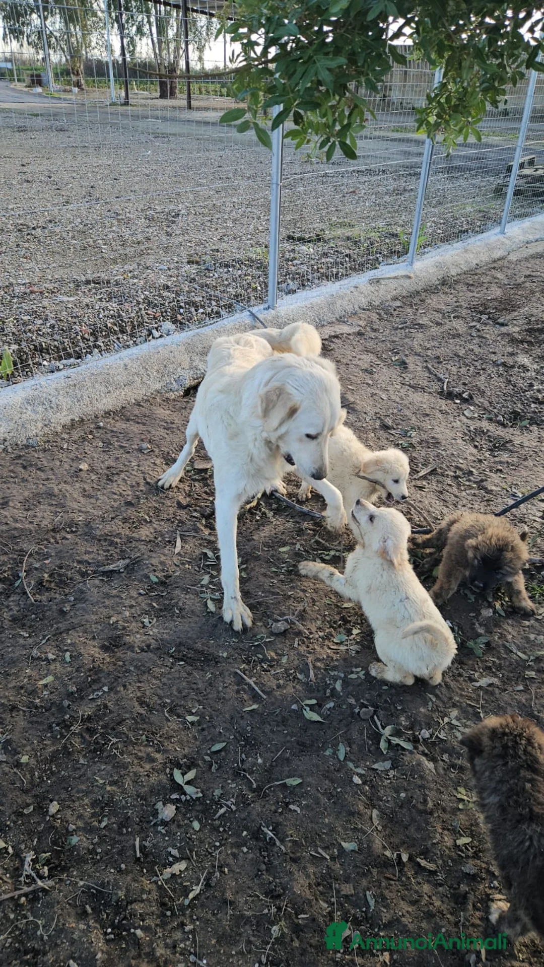 Meticcio cani in regalo: Patatina: 4 mesi taglia grande  - Annuncio 6