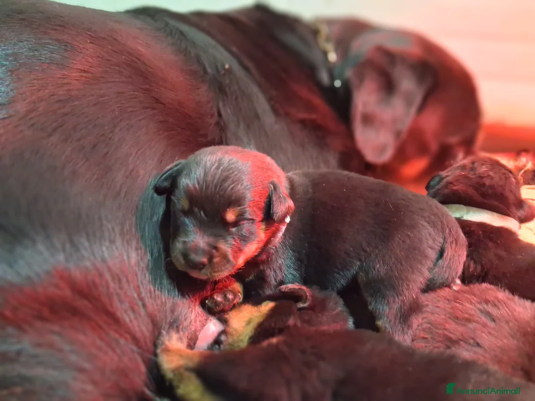 Rottweiler cani in vendita: Cuccioli figli di genitori Selezionati e Campioni  - Annuncio 8