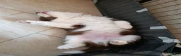 Border Collie cani in vendita: cucciolo Border Collie maschio  - Annuncio 4