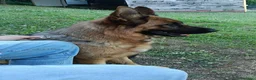 Pastore Tedesco cani in vendita: Pastori Tedeschi - Annuncio 8