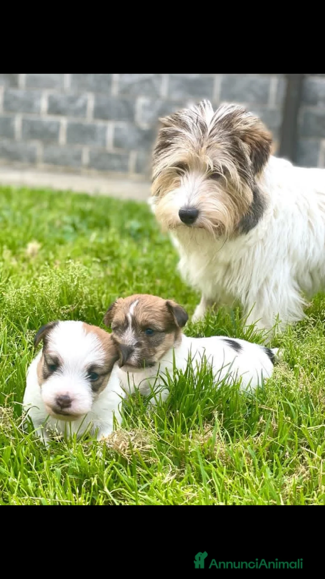 Jack Russell cani in vendita: Cucciola disponibile  a Città metropolitana di Milano - Annuncio 2