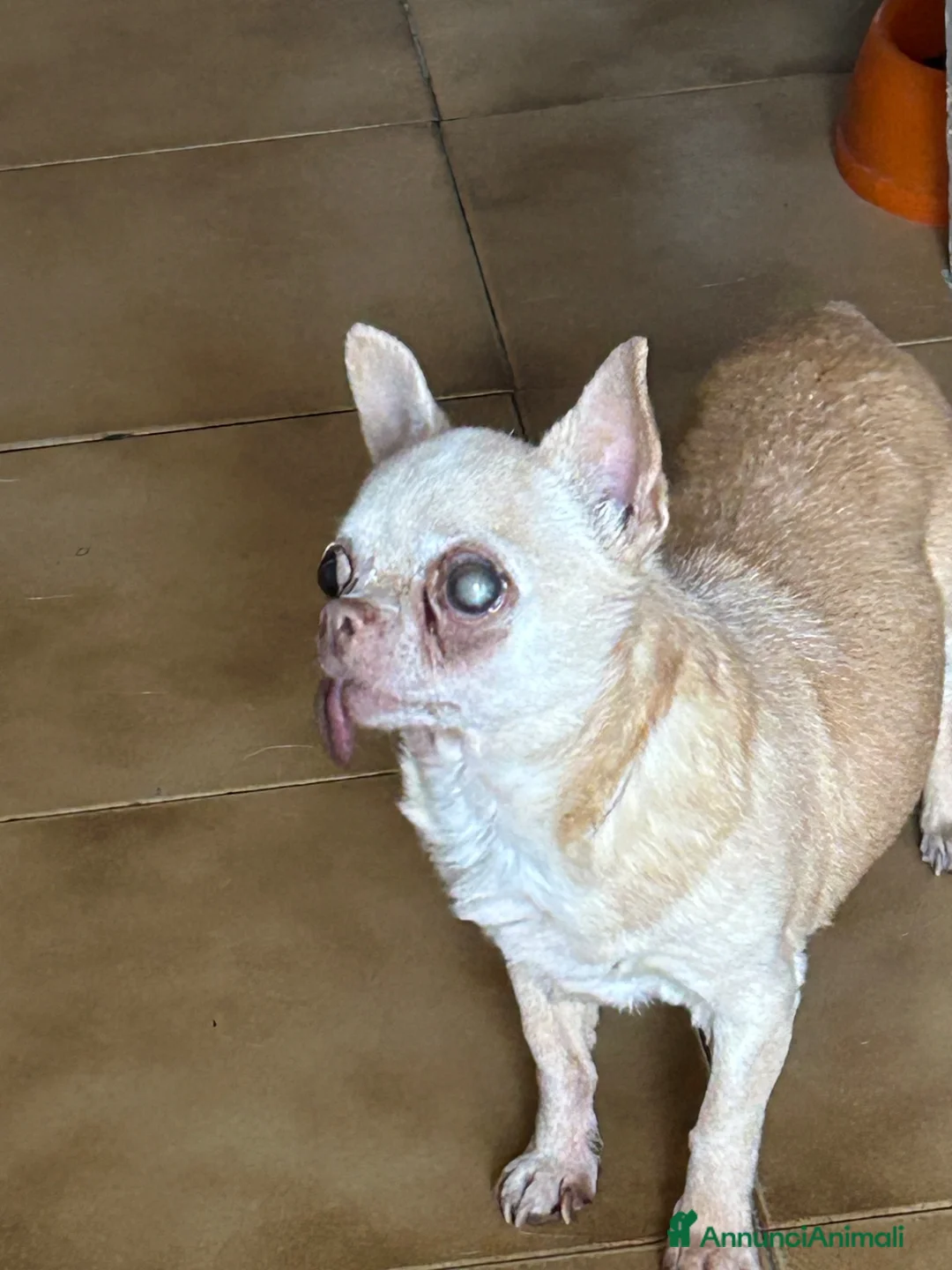 Chihuahua cani in regalo: Chihuahua femmina  - Annuncio 2