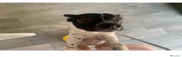Meticcio cani in regalo: Mirtilla 5 anni a Città metropolitana di Milano - Annuncio 3