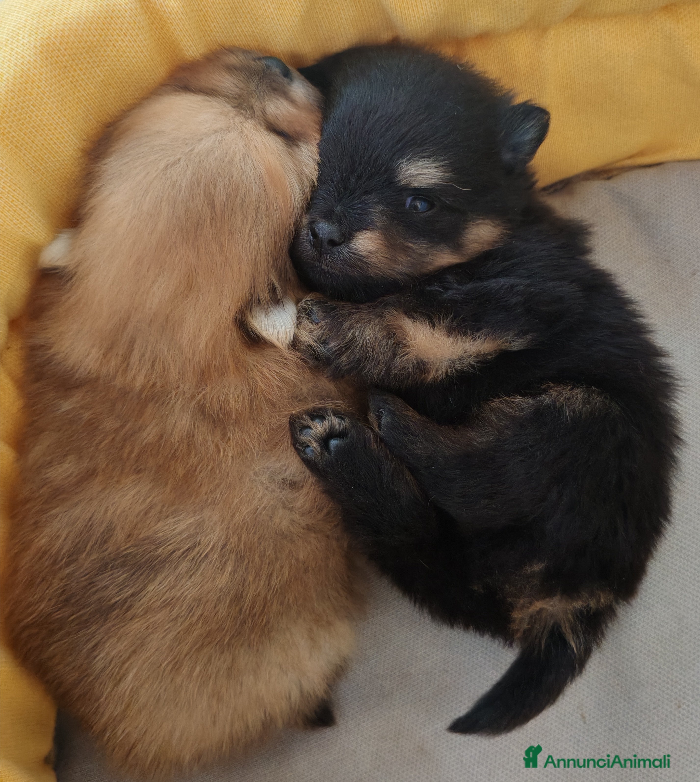 Volpino Pomerania cani Cuccioli volpino di Pomerania - Annuncio 6