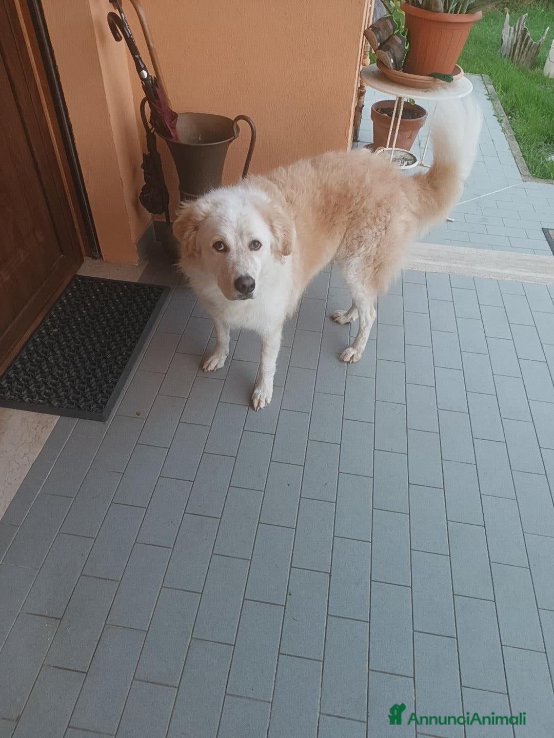 Meticcio cani Ambra  - Annuncio 5