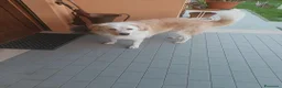 Meticcio cani in regalo: Ambra  a Provincia di Pisa - Annuncio 1