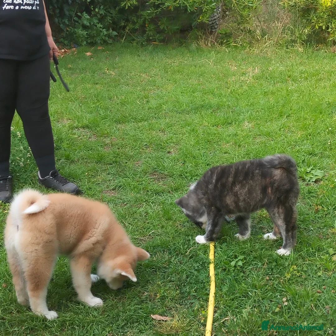 Akita Inu cani AKITA - Annuncio 23