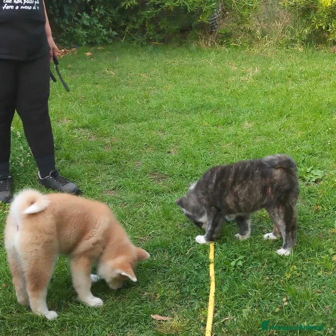 Akita Inu cani in vendita: AKITA - Annuncio 1