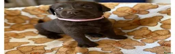 Labrador cani in vendita: Cuccioli Labrador Retriever Chocolate - Annuncio 11