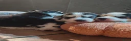 Husky cani in vendita: Cuccioli di siberian husky - Annuncio 25
