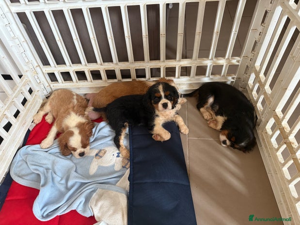 Cavalier King cani - Annuncio 4