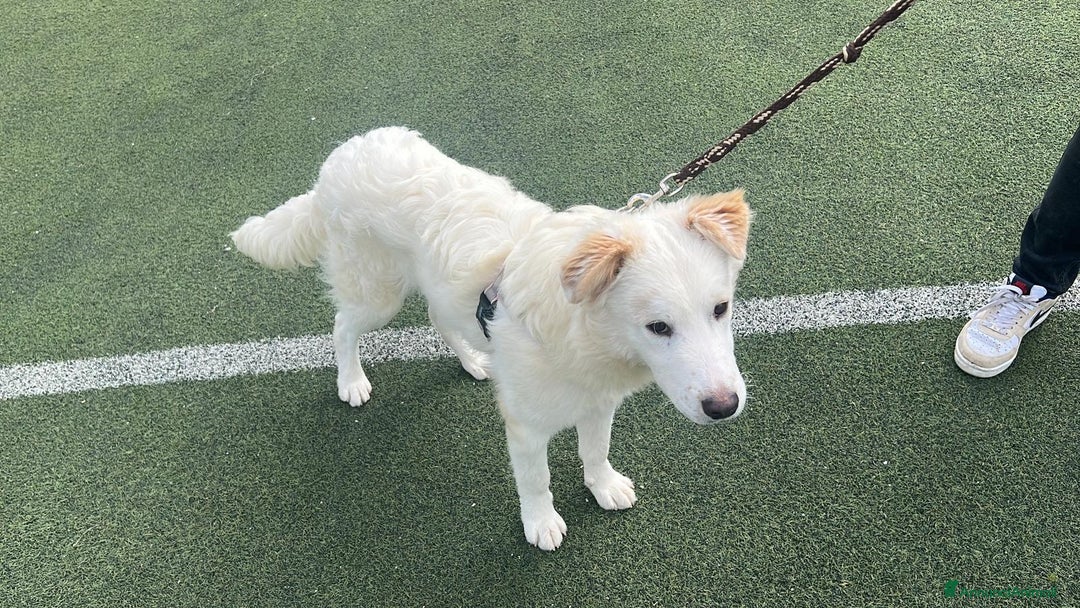 Meticcio cani in regalo:  9mesi tg media gli altri cani lo aggrediscono!!! a Città metropolitana di Milano - Annuncio 2