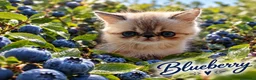 Exotic Shorthair gatti in vendita: Exotic Shorthair  - Annuncio 5