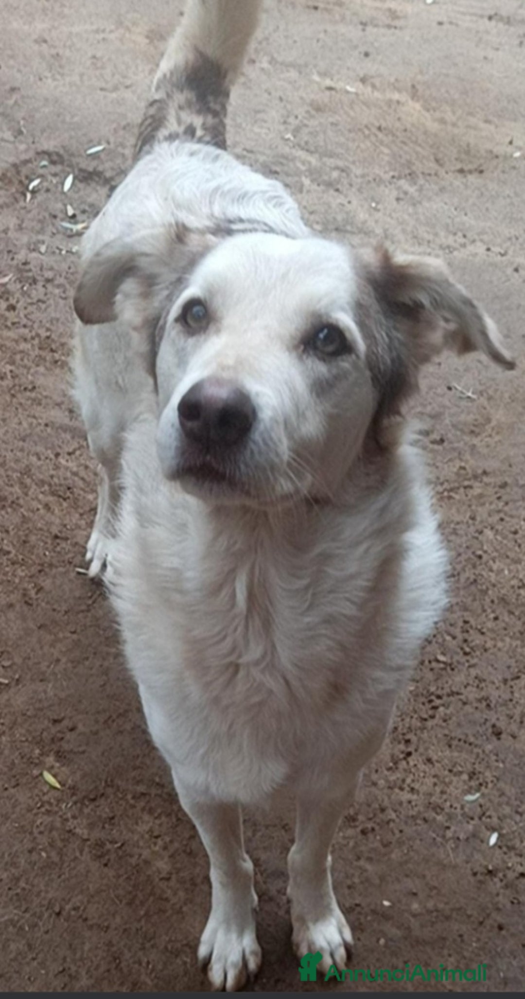 Meticcio cani in regalo: Basilio 4anni salvato da 1lager,buon carattereROMA a Città metropolitana di Milano - Annuncio 1