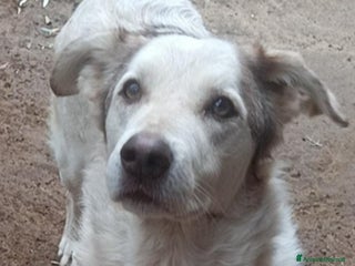 Meticcio cani Basilio 4anni salvato da 1lager,buon carattereROMA a Città metropolitana di Milano - Annuncio 38