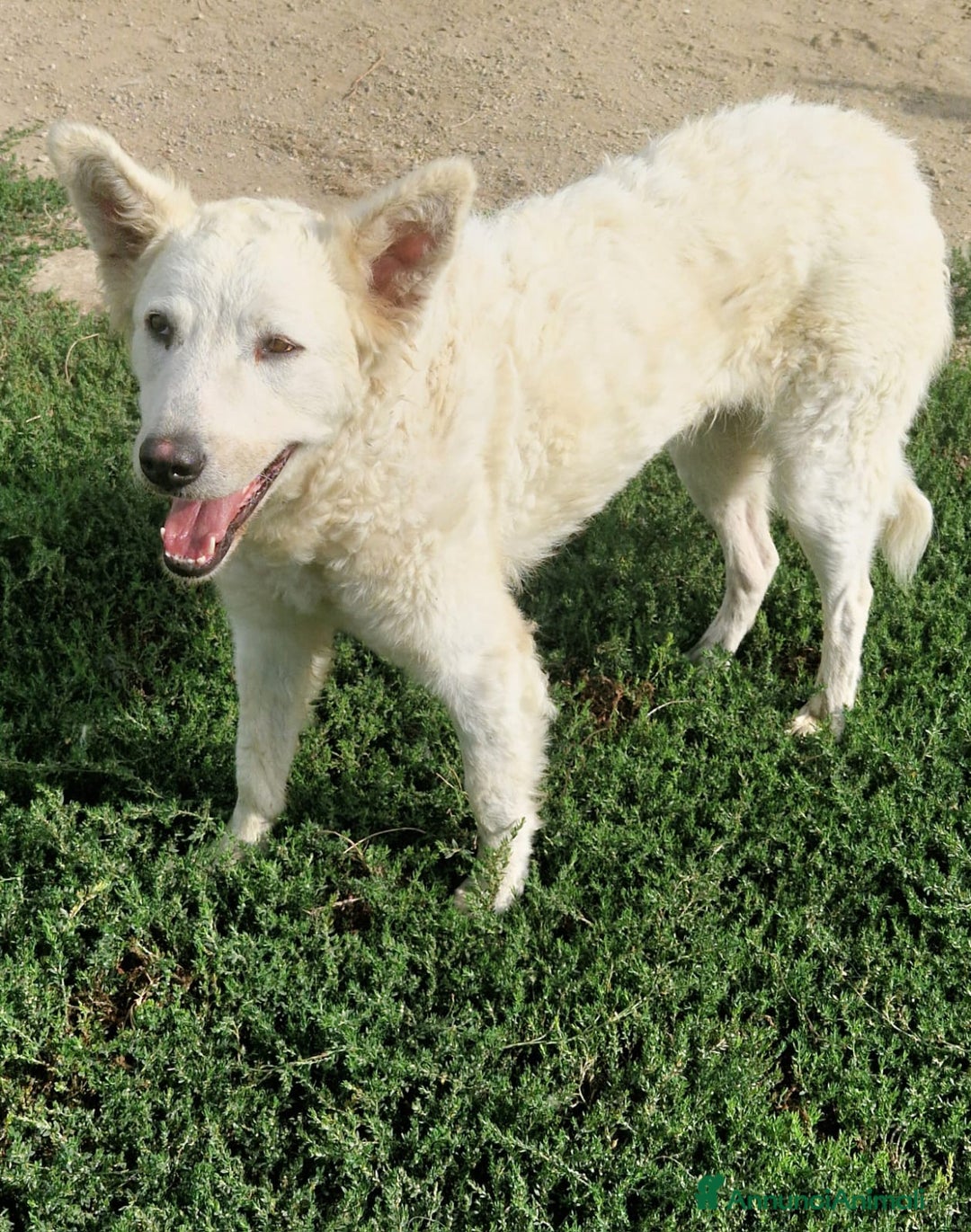 Meticcio cani in regalo: Claudia: 2 anni, taglia media, socievole  - Annuncio 4
