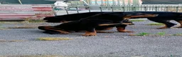 Rottweiler cani in vendita: Cucciola di Rottweiler  - Annuncio 5