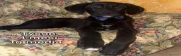 Meticcio cani in regalo: ADOTTA UN CUCCIOLO  a Provincia di Reggio Emilia - Annuncio 11