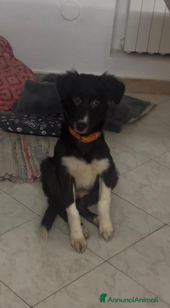Meticcio cani BRUNO meticcio 5 mesi cerca casa :) - Annuncio 30
