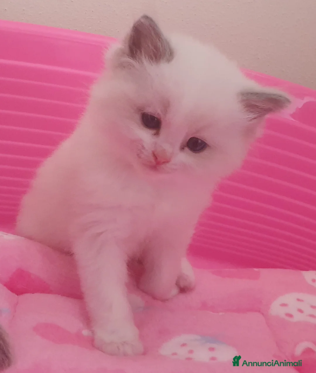 Ragdoll gatti in vendita: Ragdoll cuccioli con pedigree  - Annuncio 1