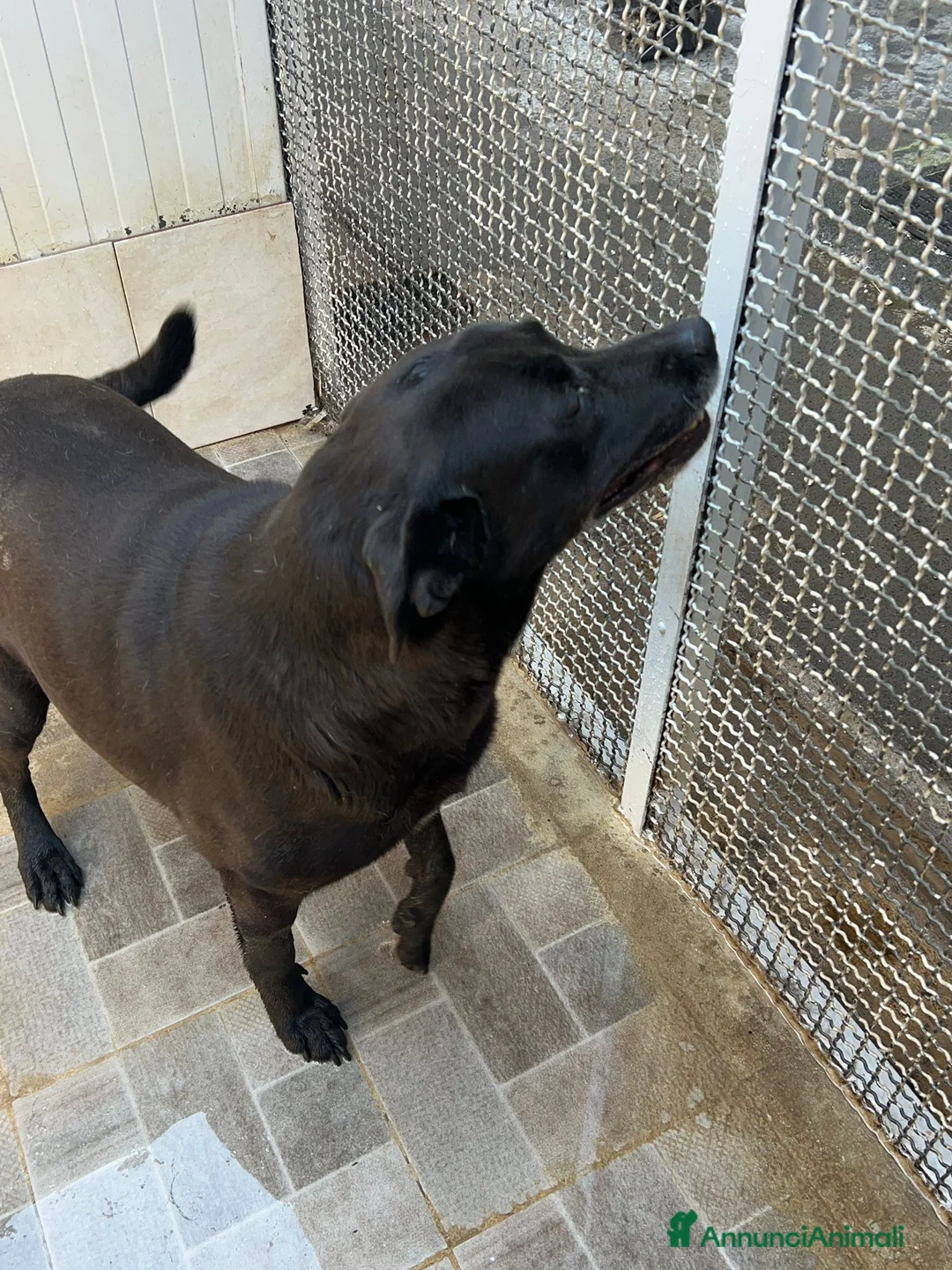 Labrador cani in regalo: Neve, Labrador femmina in Canile - Annuncio 2