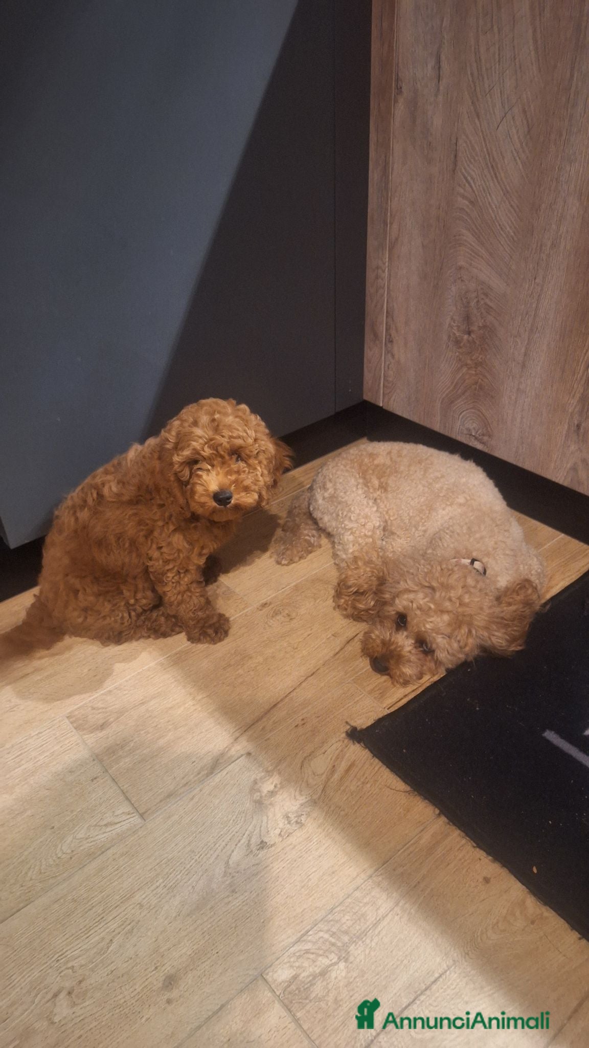 Meticcio cani Cucciolo di barboncino maschio  - Annuncio 1
