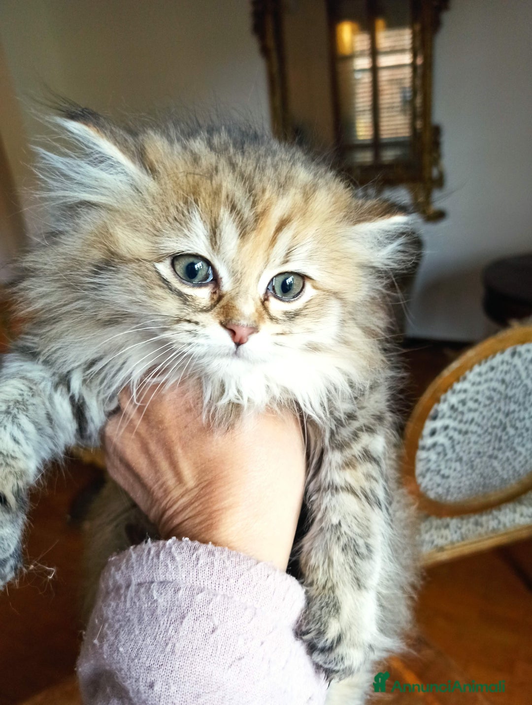 Persiano gatti in vendita: Gattini persiani normotipo  - Annuncio 7