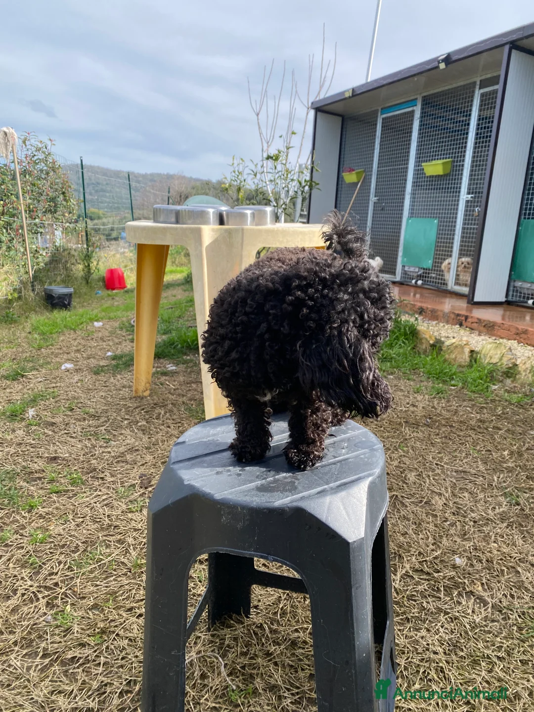 Barboncino Toy cani per accoppiamento: Barboncino Toy  - Annuncio 15