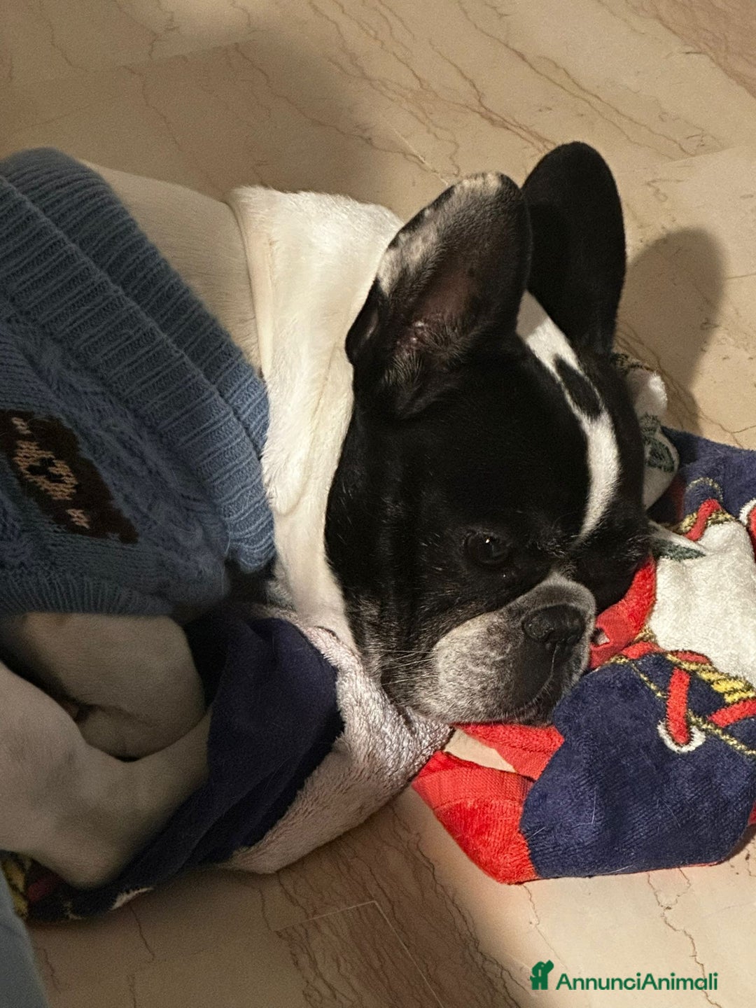 Bulldog Francese cani in regalo: CERCO UNA NUOVA FAMIGLIA PER LA MIA CAGNOLINA - Annuncio 4