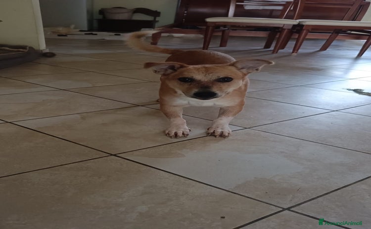 Meticcio cani - Annuncio 3