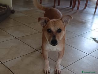 Meticcio cani MARTINO - Annuncio 18