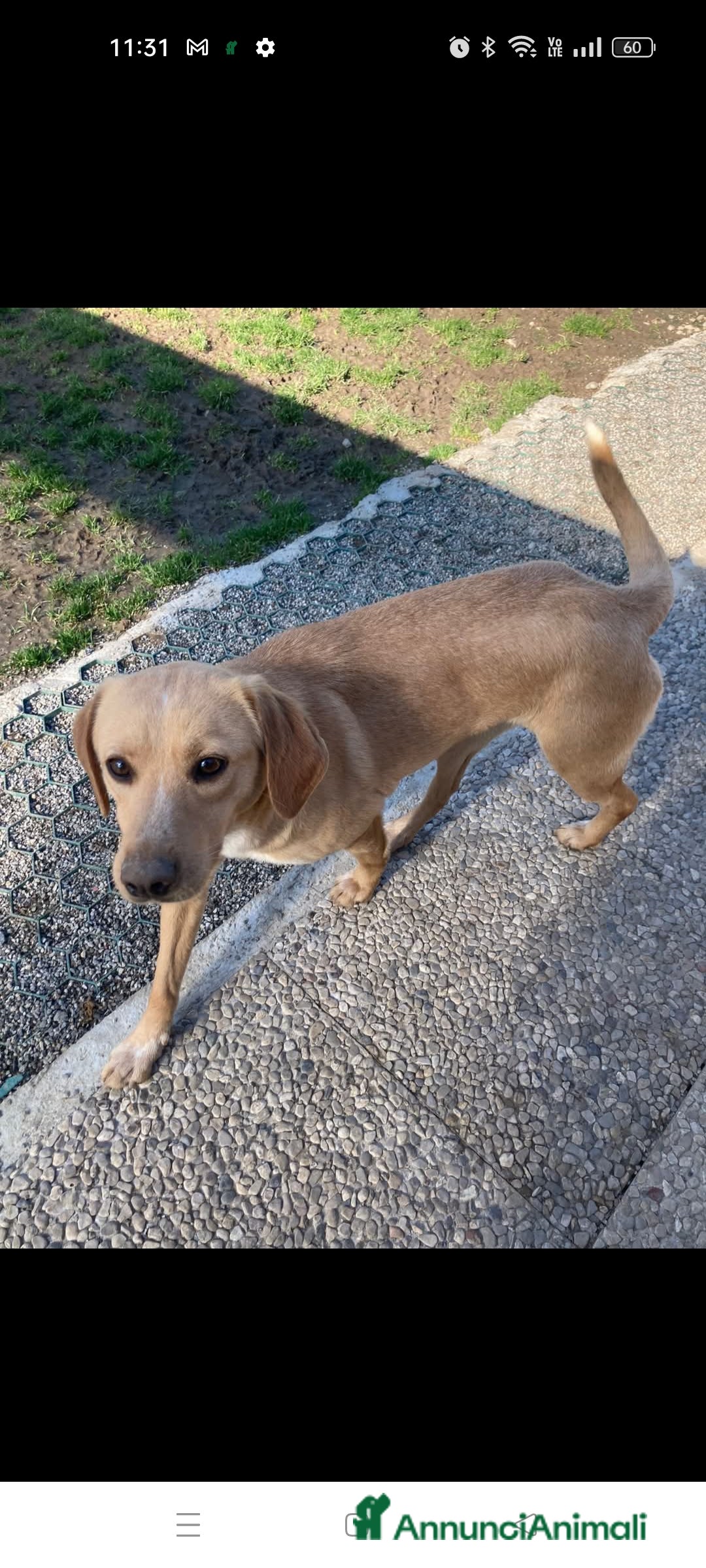 Meticcio cani in regalo: Malva  a Provincia di Lecco - Immagine 4