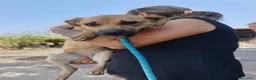 Meticcio cani in regalo: Andreina: dolce e socievole con tutti  - Annuncio 3