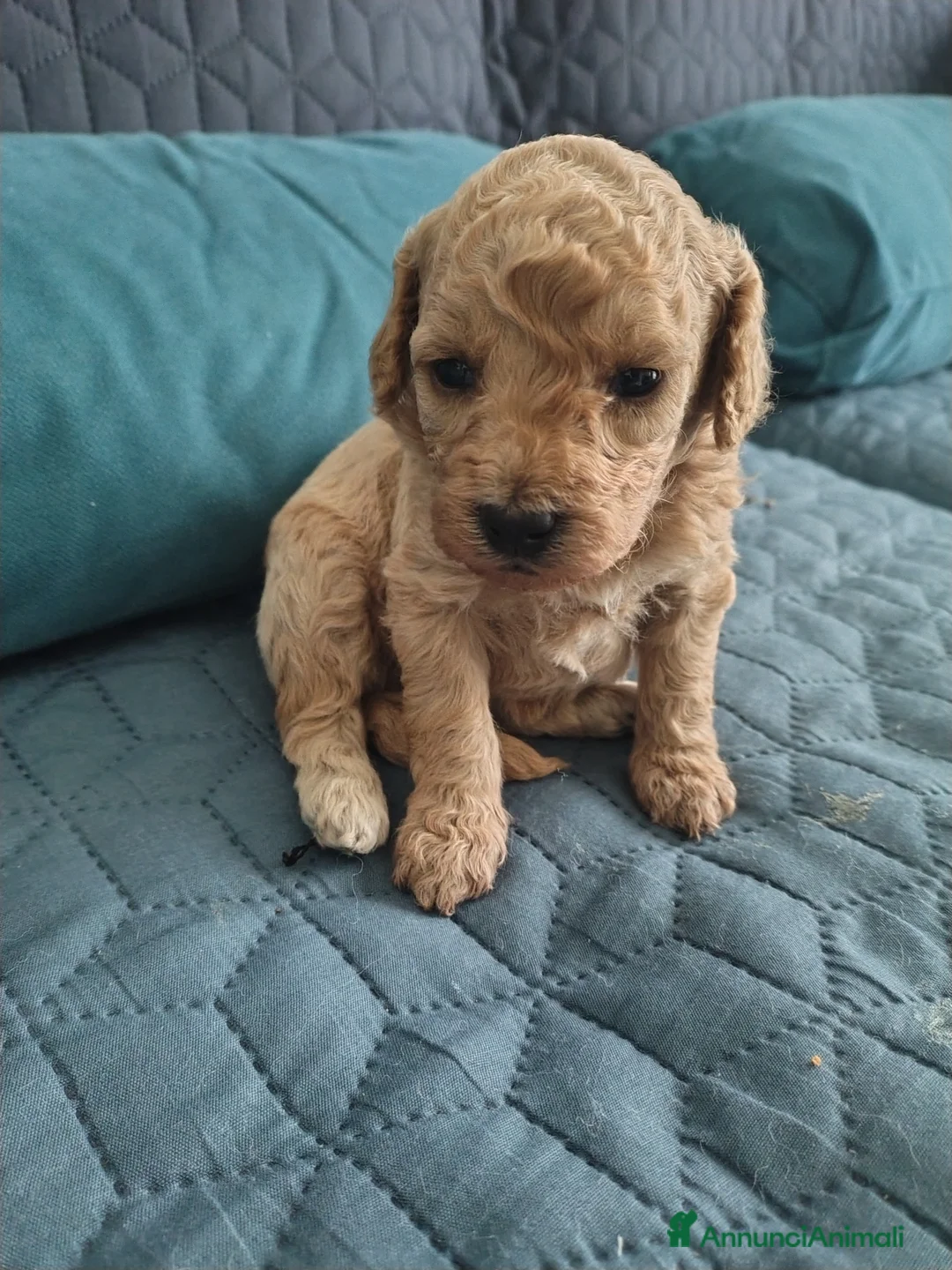 Barboncino cani in vendita: Barboncini  - Annuncio 1