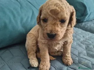 Barboncino cani Barboncini - Annuncio 12