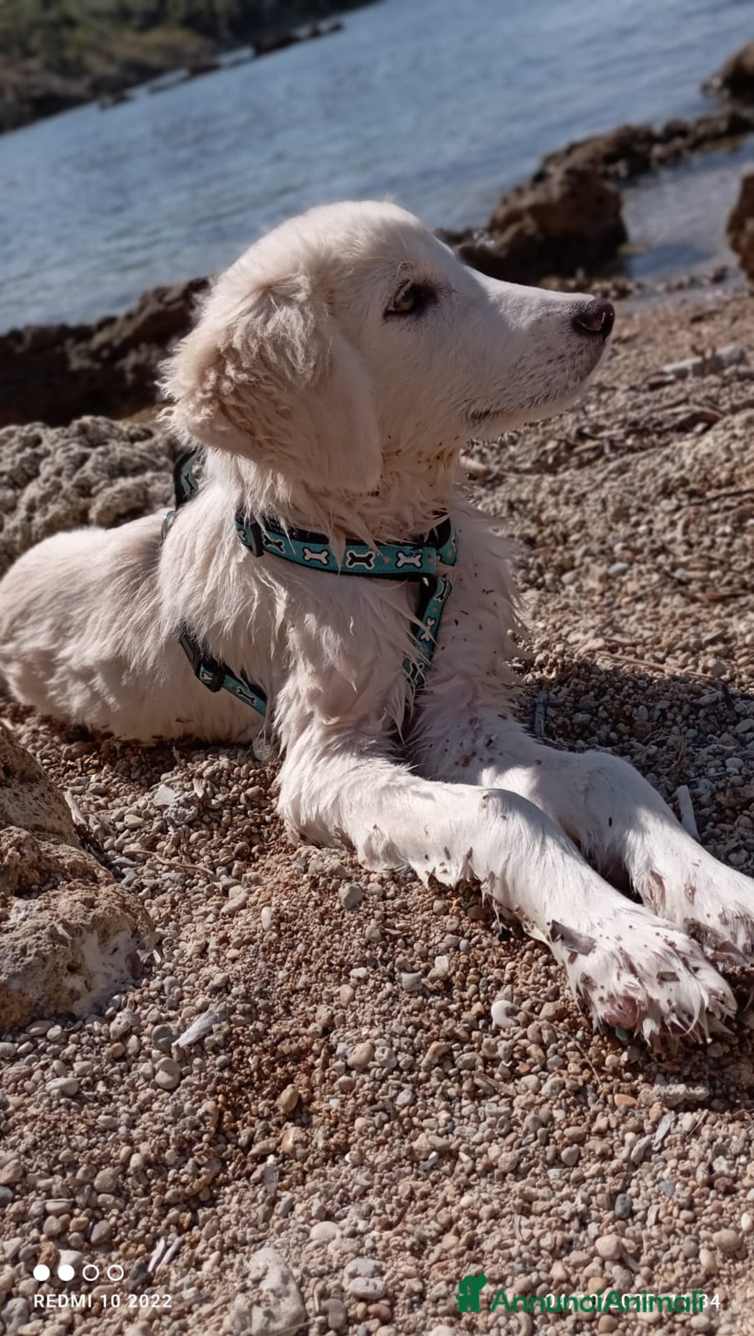 Altre razze cani in regalo: Toby splendido mix golden cerca casa - Annuncio 9