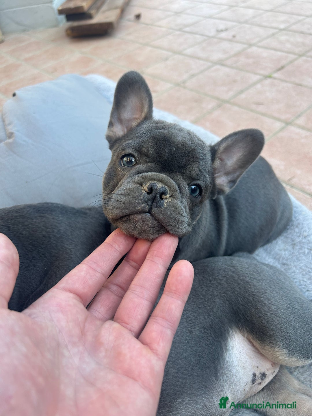 Bulldog Francese cani in vendita: Bulldog francese - Annuncio 3