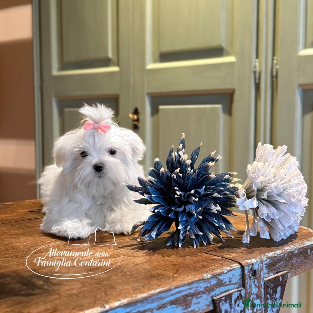 Maltese cani in vendita: 🐶 CUCCIOLI MALTESE TOY - maschi e femmine - Annuncio 3