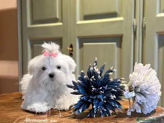Maltese cani 🐶 CUCCIOLI MALTESE TOY - maschi e femmine - Annuncio 8