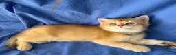 Scottish gatti in vendita: Splendidi cuccioli Scottish Fold e Straight - Annuncio 23