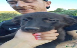 Altre razze cani in regalo: Cuccioli di 3 mesi cercano adozione urgente  a Provincia di Parma - Immagine 10